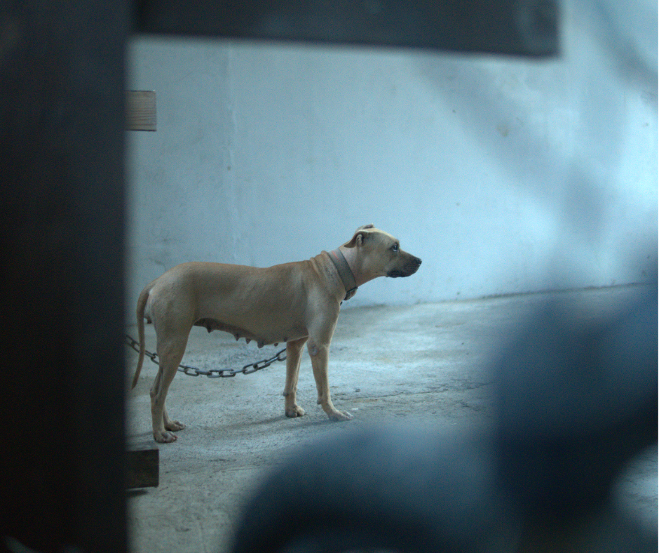 DogfightingRaidTarlac – Animal Welfare Investigations Project DogfightingRaidTarlac