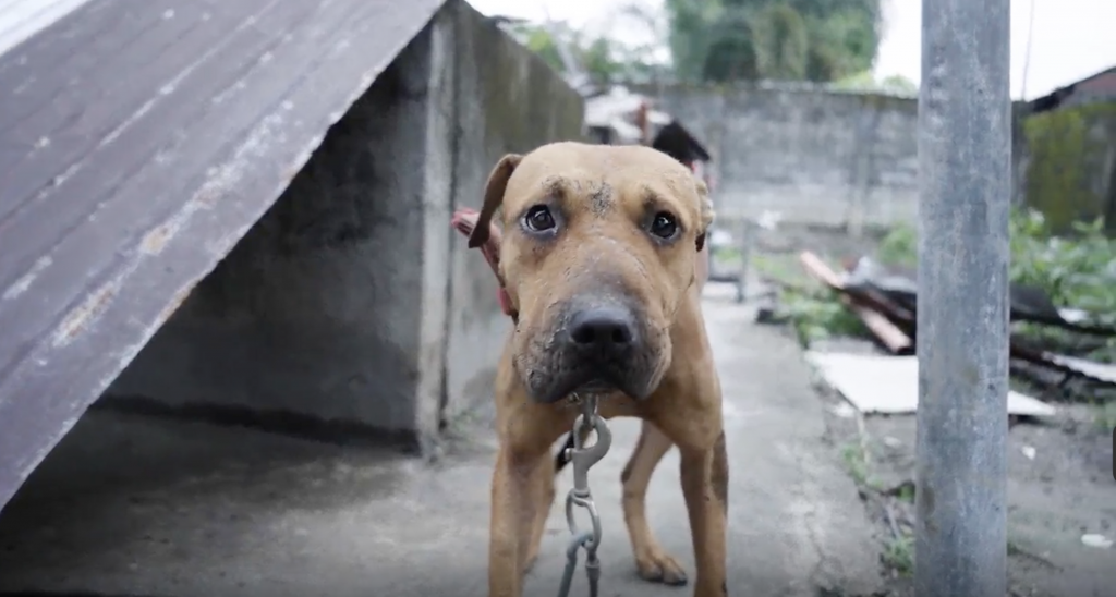 Dogfighting Rescued Dog