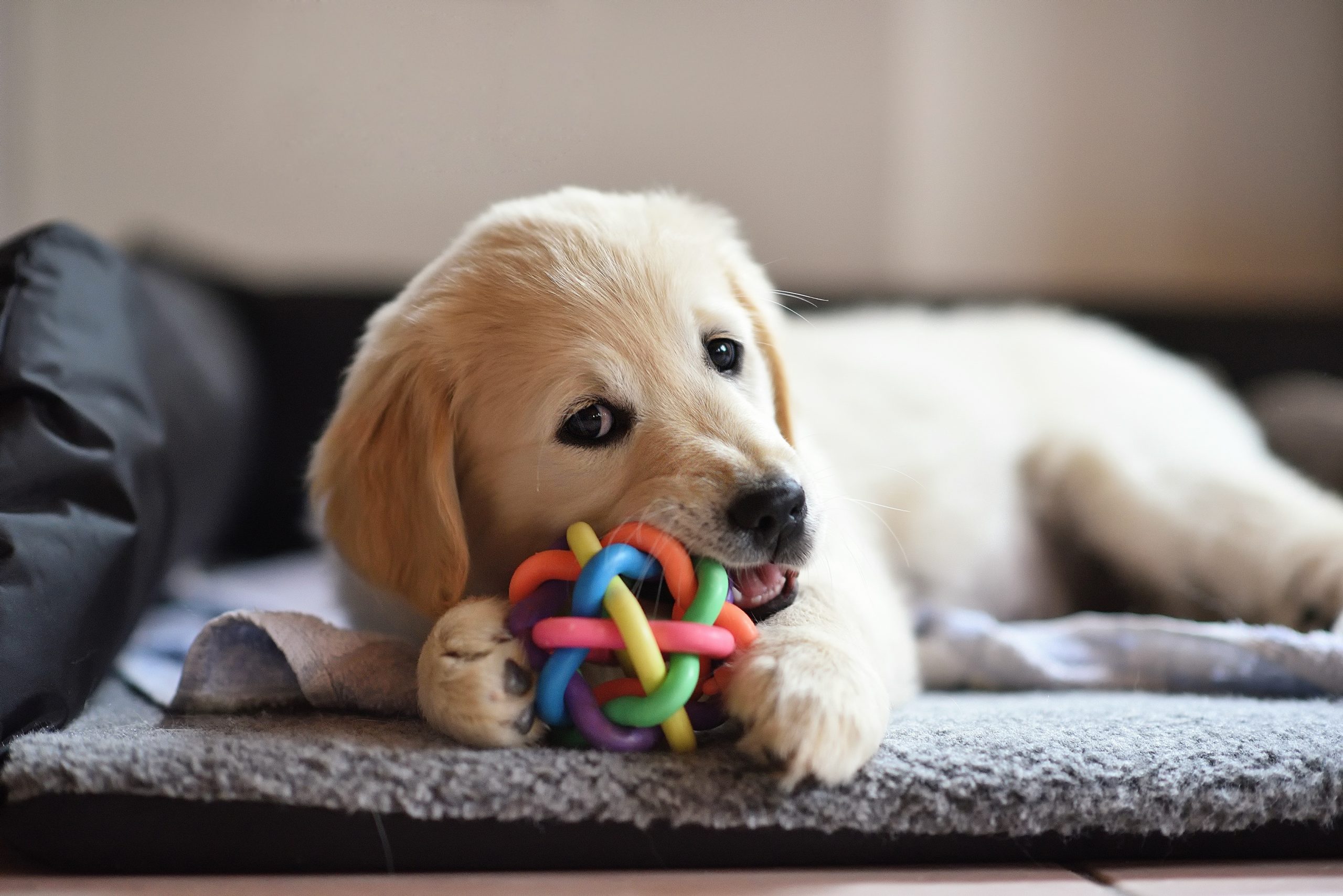 Golden retriever dog puppy playing with toy – Animal Welfare Investigations Project Golden retriever dog puppy playing with toy